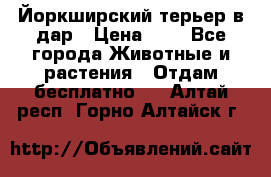 Йоркширский терьер в дар › Цена ­ 1 - Все города Животные и растения » Отдам бесплатно   . Алтай респ.,Горно-Алтайск г.